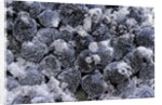 Dactylopius coccus (opuntia cochineal scale) by Anonymous