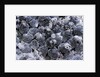 Dactylopius coccus (opuntia cochineal scale) by Anonymous
