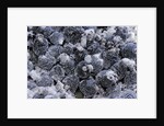 Dactylopius coccus (opuntia cochineal scale) by Anonymous