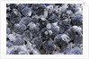 Dactylopius coccus (opuntia cochineal scale) by Anonymous