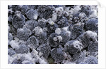 Dactylopius coccus (opuntia cochineal scale) by Anonymous