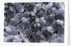 Dactylopius coccus (opuntia cochineal scale) by Anonymous