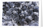Dactylopius coccus (opuntia cochineal scale) by Anonymous
