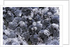 Dactylopius coccus (opuntia cochineal scale) by Anonymous