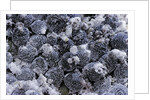 Dactylopius coccus (opuntia cochineal scale) by Anonymous