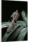 Deroplatys desiccata (giant dead leaf mantis) by Anonymous