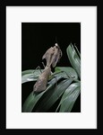 Deroplatys desiccata (giant dead leaf mantis) by Anonymous