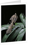Deroplatys desiccata (giant dead leaf mantis) by Anonymous