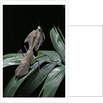 Deroplatys desiccata (giant dead leaf mantis) by Anonymous