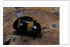 Diaperis boleti (darkling beetle) by Anonymous