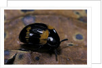 Diaperis boleti (darkling beetle) by Anonymous