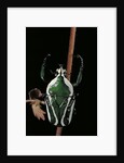 Dicronorrhina derbyana layardi (flower chafer) by Anonymous