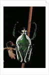 Dicronorrhina derbyana layardi (flower chafer) by Anonymous