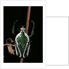 Dicronorrhina derbyana layardi (flower chafer) by Anonymous