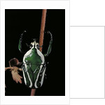 Dicronorrhina derbyana layardi (flower chafer) by Anonymous