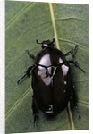 Diplognatha gagates (flower chafer) by Anonymous
