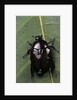 Diplognatha gagates (flower chafer) by Anonymous