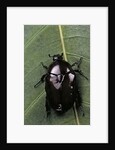 Diplognatha gagates (flower chafer) by Anonymous