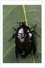 Diplognatha gagates (flower chafer) by Anonymous