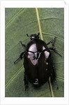 Diplognatha gagates (flower chafer) by Anonymous