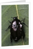 Diplognatha gagates (flower chafer) by Anonymous