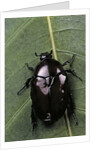 Diplognatha gagates (flower chafer) by Anonymous