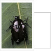Diplognatha gagates (flower chafer) by Anonymous