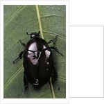 Diplognatha gagates (flower chafer) by Anonymous