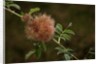 Diplolepis rosae (mossy rose gall wasp) - rose bedeguar gall by Anonymous