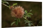 Diplolepis rosae (mossy rose gall wasp) - rose bedeguar gall by Anonymous