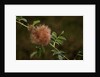 Diplolepis rosae (mossy rose gall wasp) - rose bedeguar gall by Anonymous