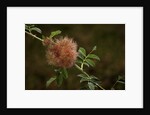 Diplolepis rosae (mossy rose gall wasp) - rose bedeguar gall by Anonymous