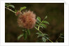Diplolepis rosae (mossy rose gall wasp) - rose bedeguar gall by Anonymous