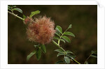 Diplolepis rosae (mossy rose gall wasp) - rose bedeguar gall by Anonymous