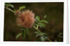 Diplolepis rosae (mossy rose gall wasp) - rose bedeguar gall by Anonymous