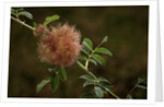 Diplolepis rosae (mossy rose gall wasp) - rose bedeguar gall by Anonymous