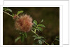 Diplolepis rosae (mossy rose gall wasp) - rose bedeguar gall by Anonymous