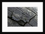 Dysodius lunatus (lunate flatbug) by Anonymous