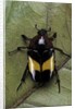 Dyspilophora abbreviata (flower beetle) by Anonymous