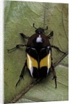 Dyspilophora abbreviata (flower beetle) by Anonymous