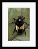 Dyspilophora abbreviata (flower beetle) by Anonymous