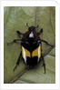 Dyspilophora abbreviata (flower beetle) by Anonymous