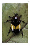 Dyspilophora abbreviata (flower beetle) by Anonymous