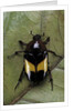 Dyspilophora abbreviata (flower beetle) by Anonymous