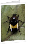 Dyspilophora abbreviata (flower beetle) by Anonymous