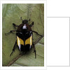 Dyspilophora abbreviata (flower beetle) by Anonymous