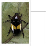 Dyspilophora abbreviata (flower beetle) by Anonymous