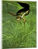 Dytiscus marginalis (great diving beetle) by Anonymous