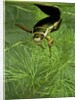 Dytiscus marginalis (great diving beetle) by Corbis