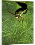 Dytiscus marginalis (great diving beetle) by Anonymous